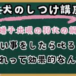 犬のしつけで「叱る」は効果的？プロのドッグトレーナーが徹底解説