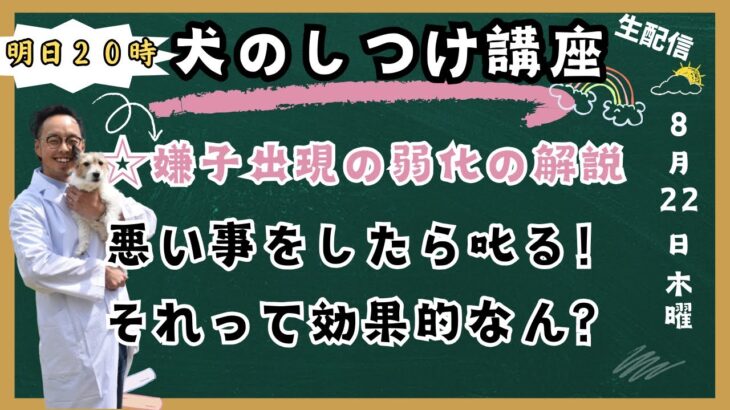 犬のしつけで「叱る」は効果的？プロのドッグトレーナーが徹底解説