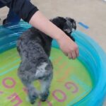 犬の幼稚園 レオンくんとトレーニング