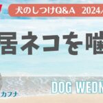 愛犬のお悩み無料相談「同居ネコを噛む」犬のしつけ　中西典子