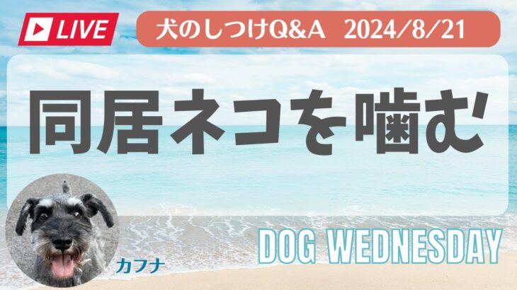 愛犬のお悩み無料相談「同居ネコを噛む」犬のしつけ　中西典子