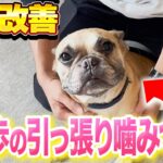 【犬しつけ】散歩の興奮、ひっぱり、噛みつきでお悩みの犬をプロが徹底改善！