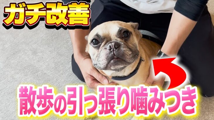 【犬しつけ】散歩の興奮、ひっぱり、噛みつきでお悩みの犬をプロが徹底改善！