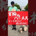 首輪とハーネス、どっちがいい？その理由、使い分け方は？#犬のしつけ #犬のいる暮らし #犬の散歩