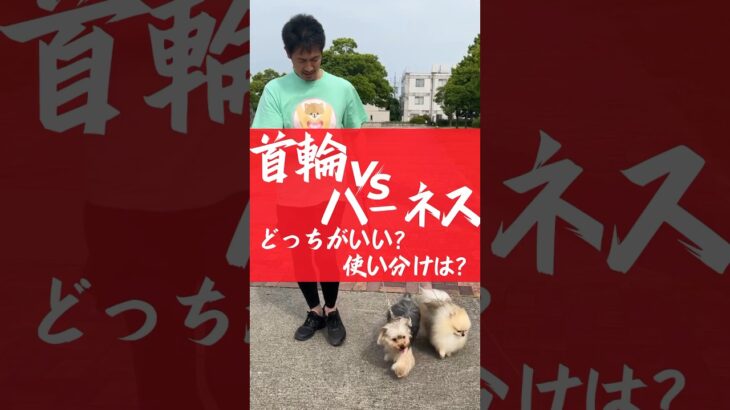 首輪とハーネス、どっちがいい？その理由、使い分け方は？#犬のしつけ #犬のいる暮らし #犬の散歩