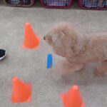 犬の幼稚園 むぎくんとトレーニング