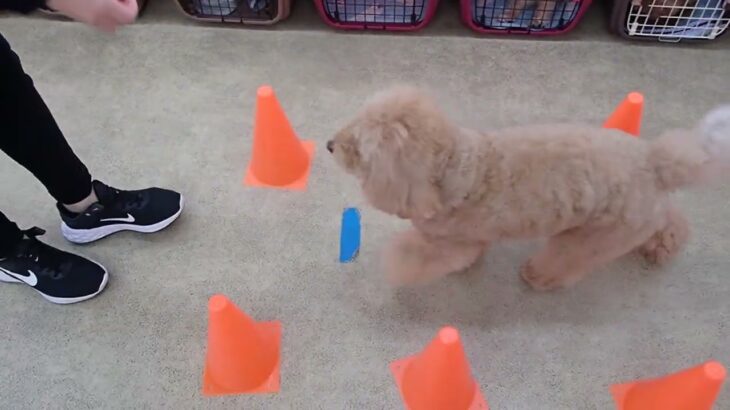 犬の幼稚園 むぎくんとトレーニング