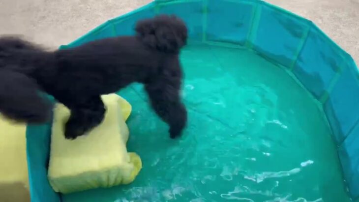 犬の幼稚園 ペペくんとトレーニング