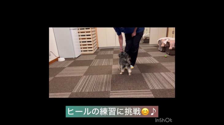 【犬の幼稚園、ペットホテル小春ちゃんの様子】#ドッグスクール#犬の幼稚園#犬のしつけ#ドッグトレーナー #動物看護師 #ペットホテル #ケージフリー #犬好き