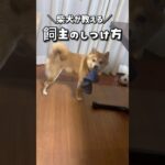 【いぬ必見】飼主のしつけ方がコチラ   #柴犬 #豆柴 #犬のいる暮らし