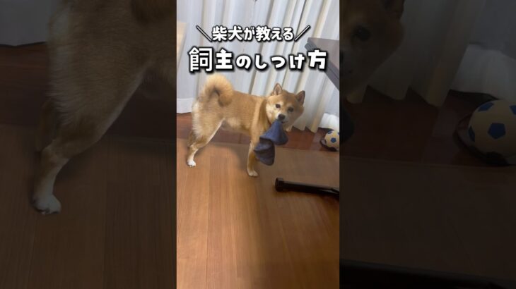 【いぬ必見】飼主のしつけ方がコチラ   #柴犬 #豆柴 #犬のいる暮らし