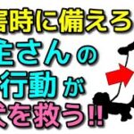 【犬 災害 同行避難】飼主さんの散歩中の行動が災害時に愛犬を救います！犬のしつけエマチャンネル【犬のしつけ＠横浜】