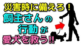 【犬 災害 同行避難】飼主さんの散歩中の行動が災害時に愛犬を救います！犬のしつけエマチャンネル【犬のしつけ＠横浜】