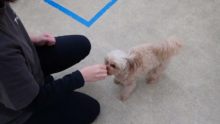 犬の幼稚園 ルークくんとトレーニング