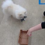 犬の幼稚園 ユパくんとトレーニング