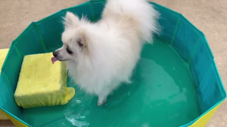 犬の幼稚園 ユパくんとトレーニング