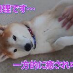 みんなの〇〇を集めてみた！【わんこのみかた】犬のホテル・保育園