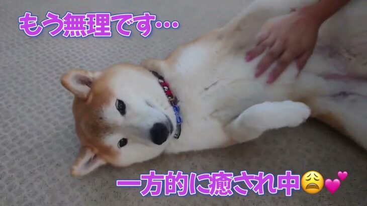 みんなの〇〇を集めてみた！【わんこのみかた】犬のホテル・保育園