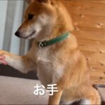 柴犬訓練所