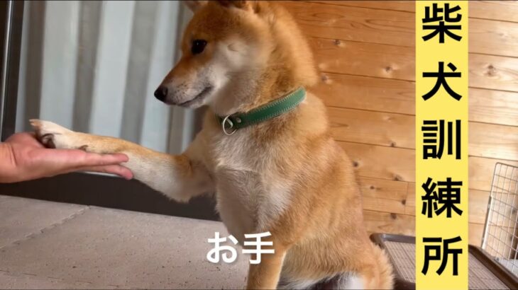 柴犬訓練所