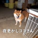 夜廻りとねかしつけ