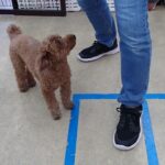 犬の幼稚園 つむぎちゃんとトレーニング