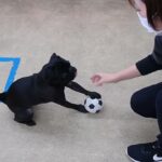 犬の幼稚園 金吾くんとトレーニング