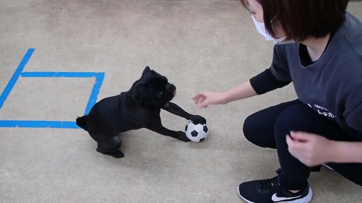 犬の幼稚園 金吾くんとトレーニング