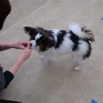 犬の幼稚園 ノエルくんとトレーニング