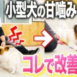 【犬しつけ】子犬の甘噛みしつけ法!この遊び方で改善できる【ドッグトレーナー解説】【トレーニング】