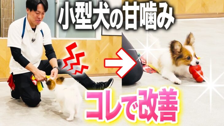 【犬しつけ】子犬の甘噛みしつけ法!この遊び方で改善できる【ドッグトレーナー解説】【トレーニング】