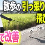 【犬しつけ】散歩のひっぱり、興奮、とびつきはコレで改善してください！【ドッグトレーナー】