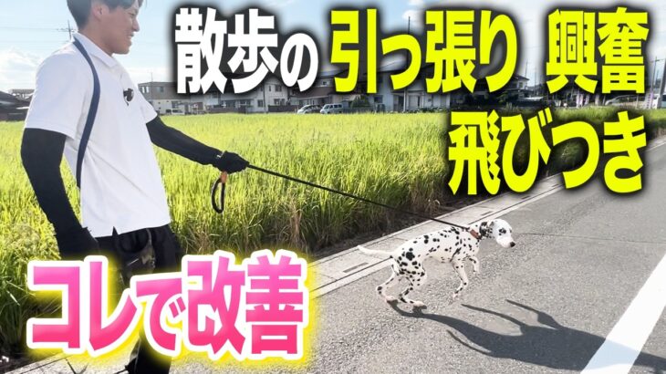 【犬しつけ】散歩のひっぱり、興奮、とびつきはコレで改善してください！【ドッグトレーナー】