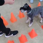 犬の幼稚園 レオンくんとトレーニング