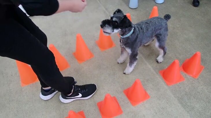 犬の幼稚園 レオンくんとトレーニング