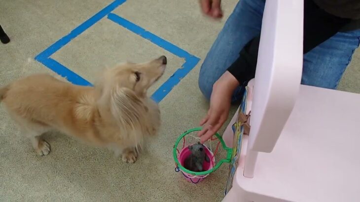 犬の幼稚園 ナノちゃんとトレーニング