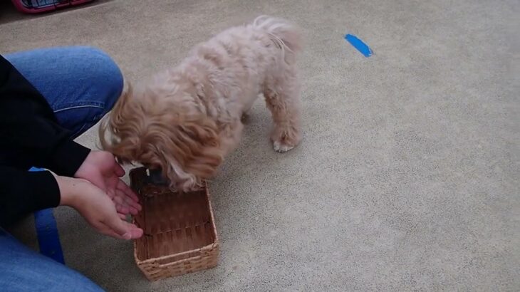 犬の幼稚園 ぺぺちゃんとトレーニング