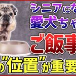 老犬へのご飯は何に気を付ける？ドッグトレーナーが解説します！