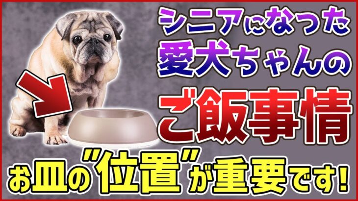 老犬へのご飯は何に気を付ける？ドッグトレーナーが解説します！