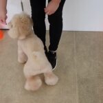 犬の幼稚園 レオくんとトレーニング