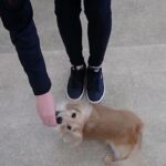 犬の幼稚園 凜ちゃんとトレーニング