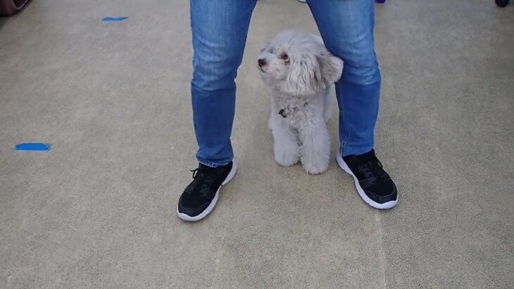 犬の幼稚園 ヴィーノくんとトレーニング