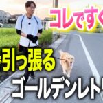 【しつけ】ゴールデンレトリバーの引っ張り、興奮、飛びつきをプロが一瞬で改善させます。