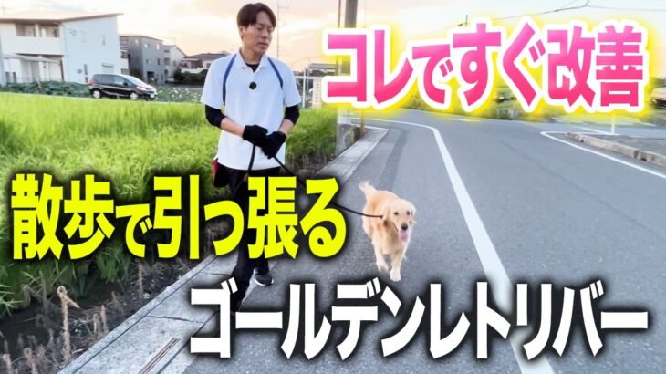 【しつけ】ゴールデンレトリバーの引っ張り、興奮、飛びつきをプロが一瞬で改善させます。