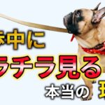 【徹底解明】犬が散歩中に飼い主をチラチラ見る理由６選