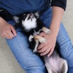 犬の幼稚園 ミエちゃんとトレーニング