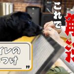 【犬のしつけ】トイレ破壊を完全に防ぐ方法！必見の解決策