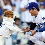 ロバーツ監督「ショックだった（笑）」　大谷翔平が犬のしつけもできることに衝撃　前夜デコピンが“始球式”