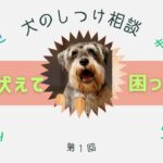 【犬のしつけ】窓から吠えて困っている 簡単 対処方法