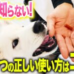 【犬しつけ】プロが教えるオヤツの正しい使い方実践編【ドッグトレーナー解説】